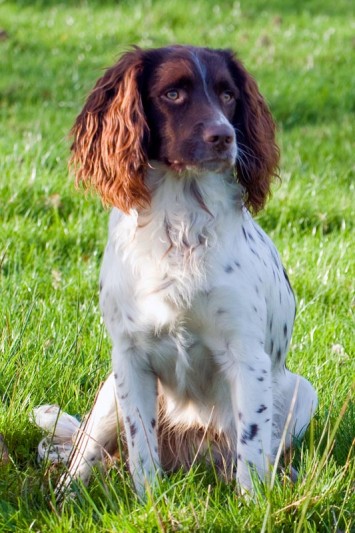 Pet Dog Training | Peagle Field Gun Dog TrainingPeagle Field Gun Dog ...